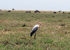 Yellow billed stork